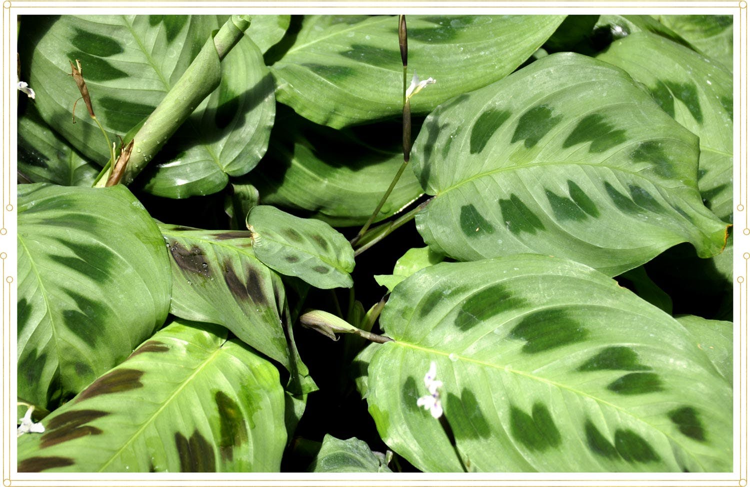 Prayer Plant Care Guide: Growing Info + Tips - ProFlowers Blog