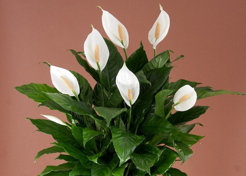 peace-lilies-blog111102