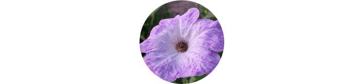 purple-petunia-hybrida