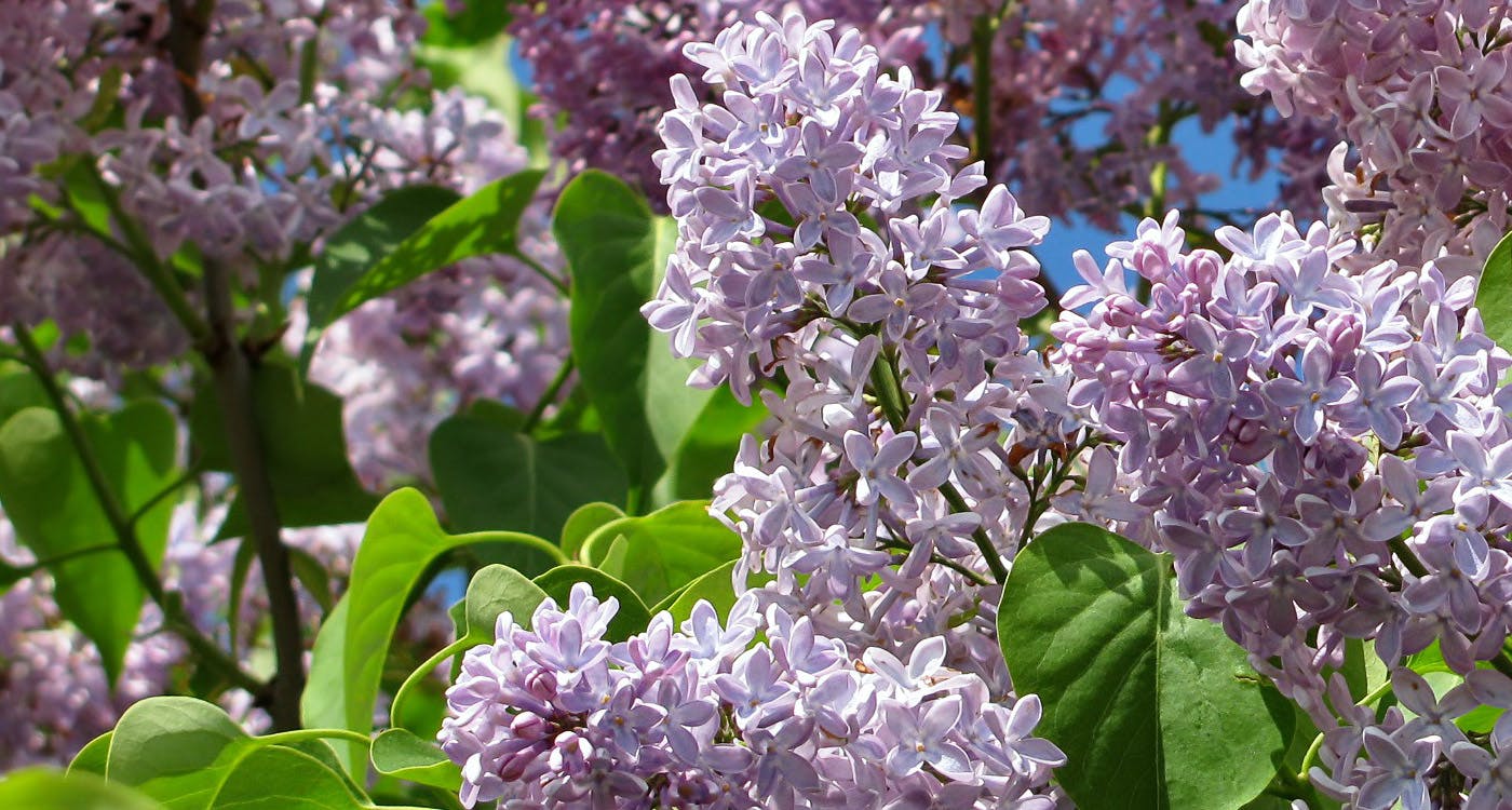New Hampshire State Flower - The Purple Lilac