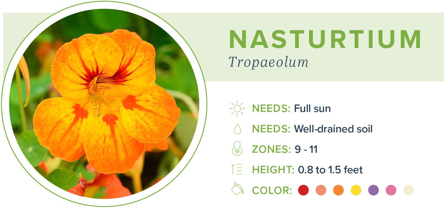 Annual-flowers-nasturturtium