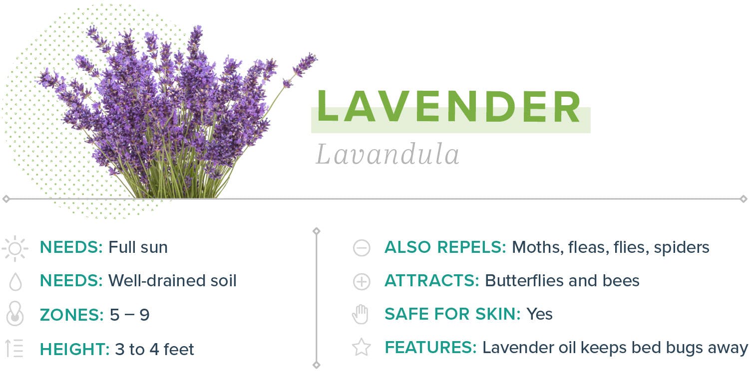 mosquito-repelling-plants-07-lavender