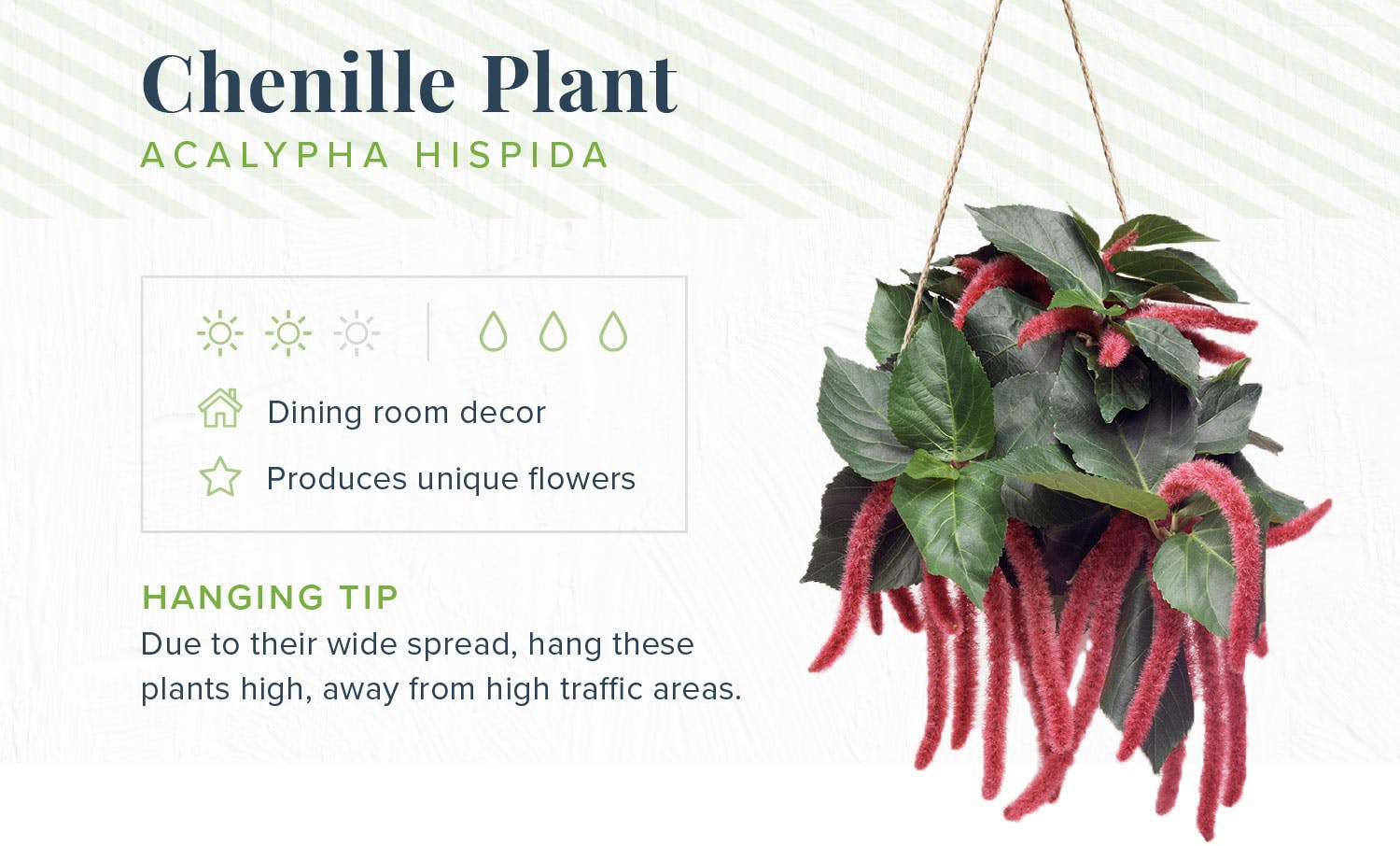hanging-plants-chenille-plant
