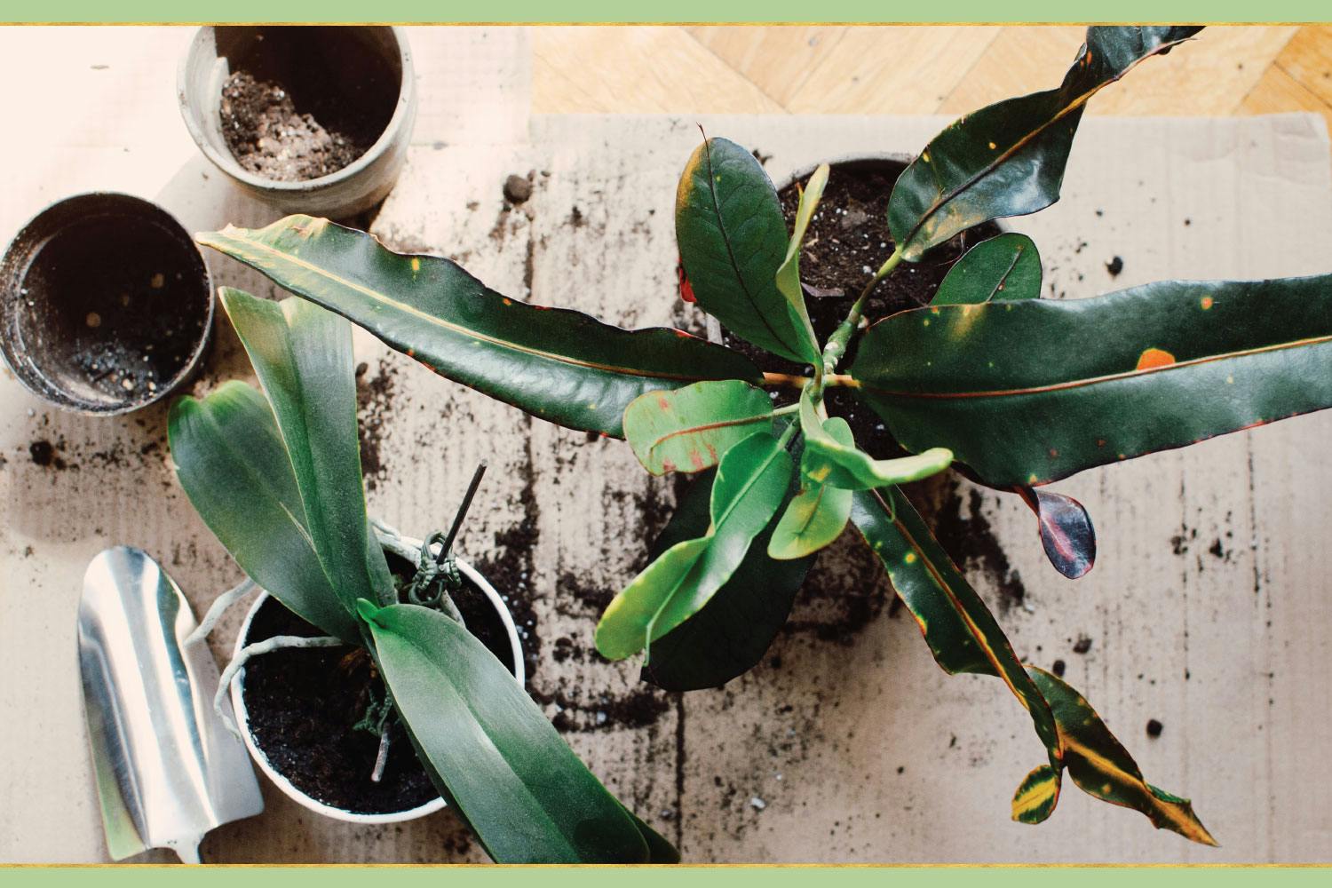top-plant-care-tips-10