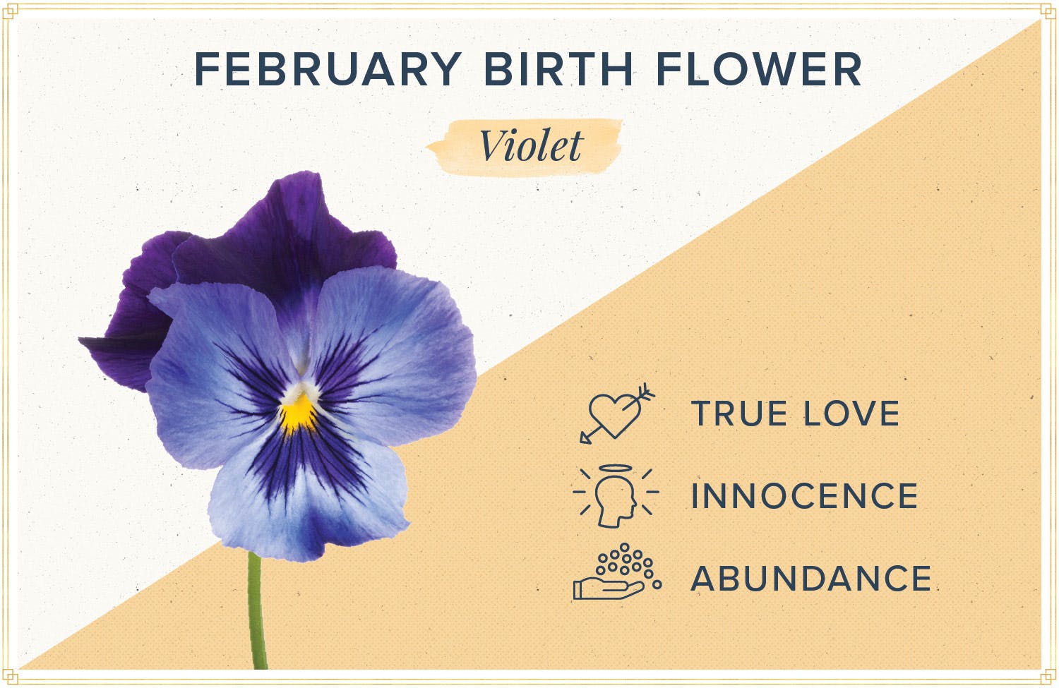February Birth Flower + More: Violet