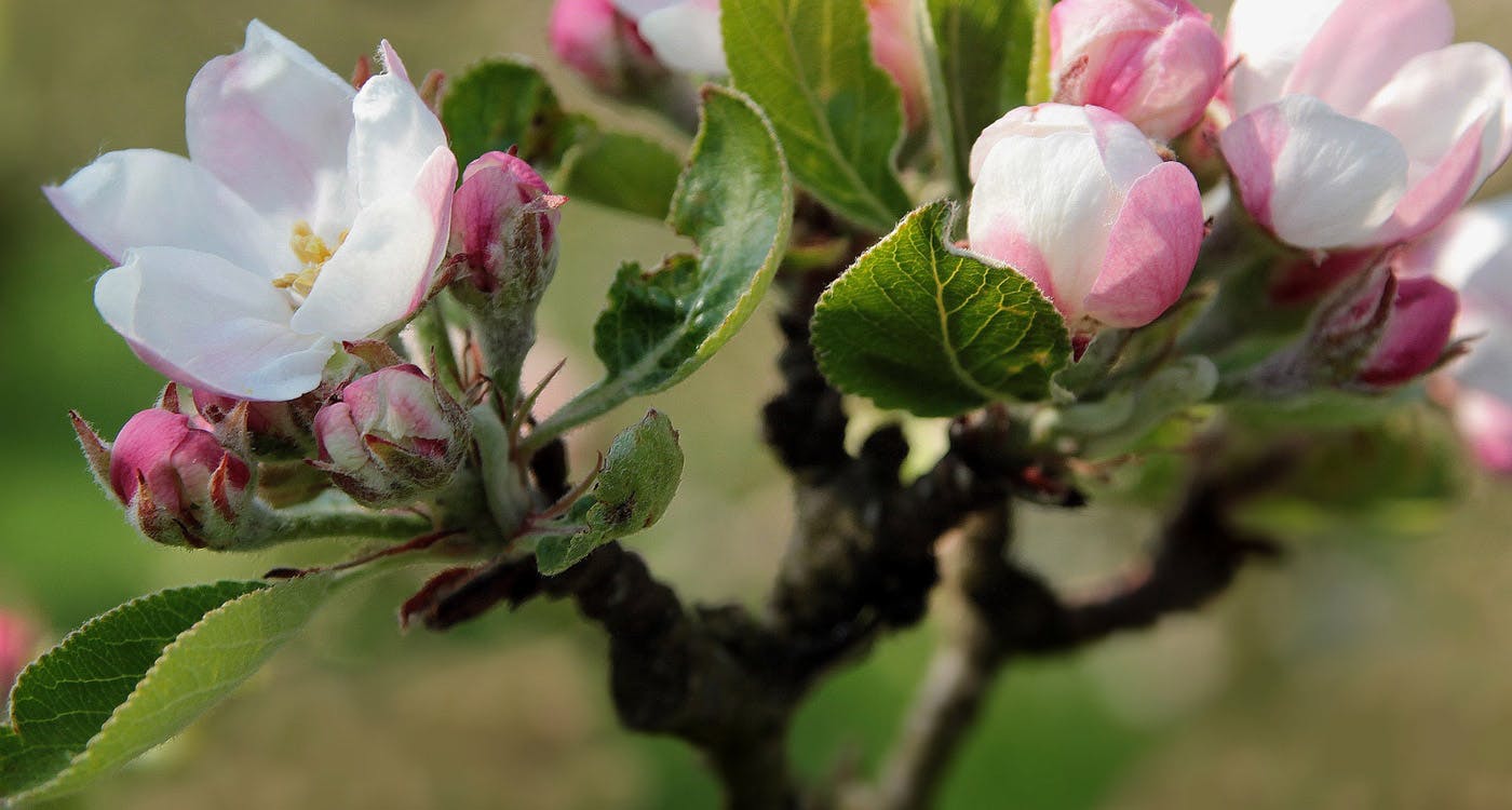Michigan State Flower - The Apple Blossom