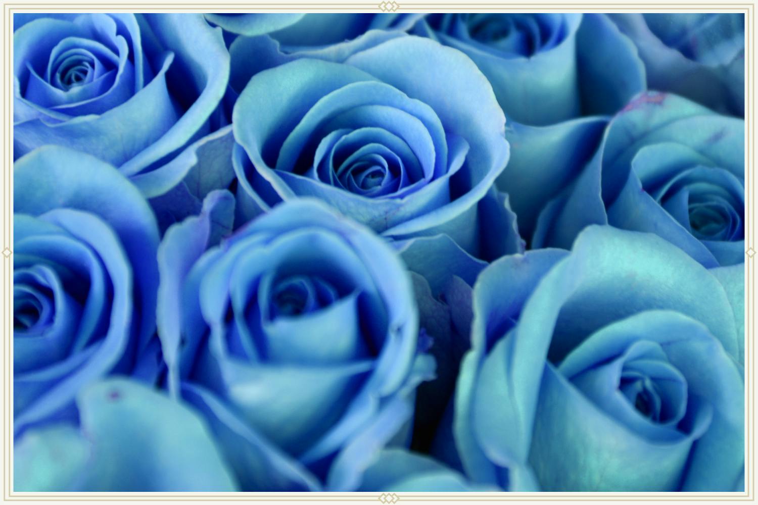 11-blue-roses