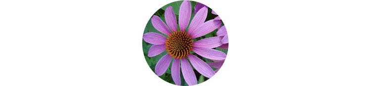 purple-echinacea-purpurea