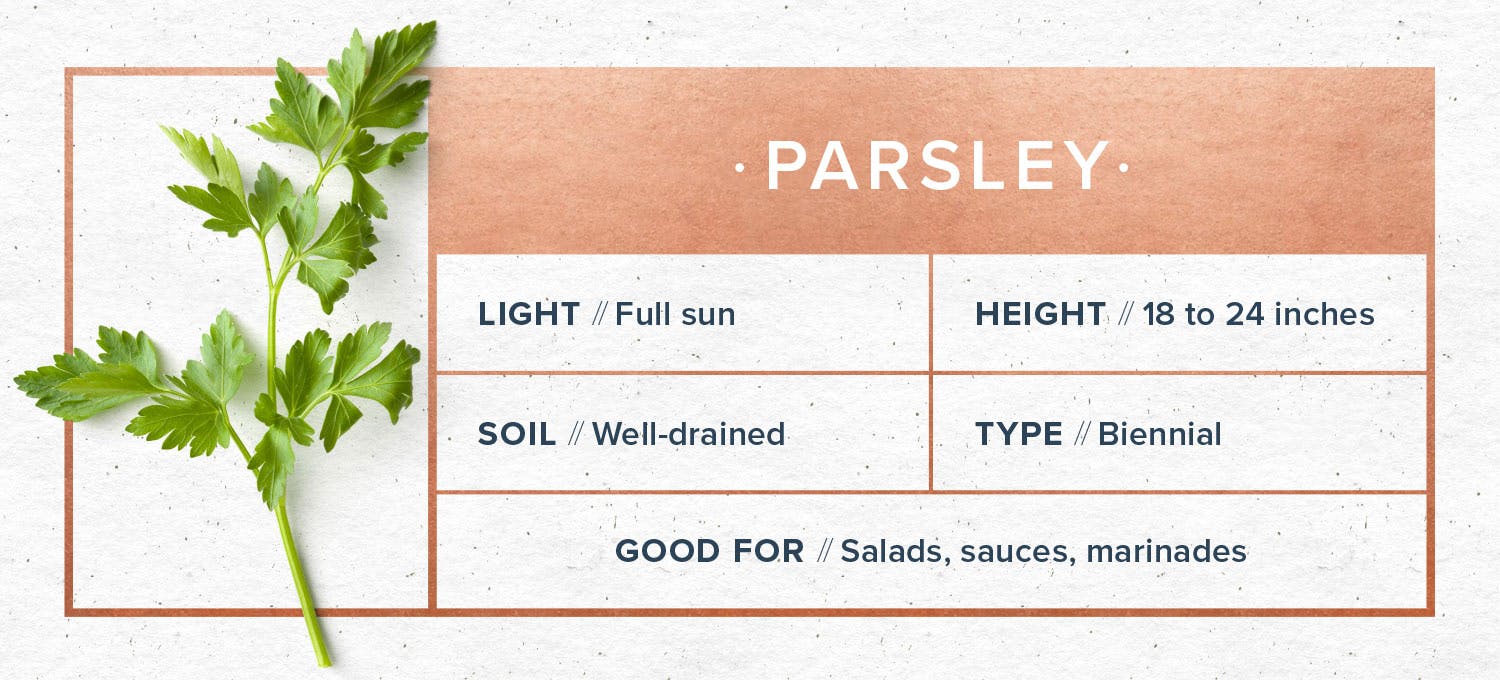 indoor-herb-garden-parsley
