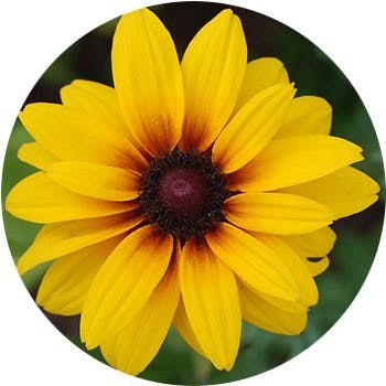 yellow-asteraceae