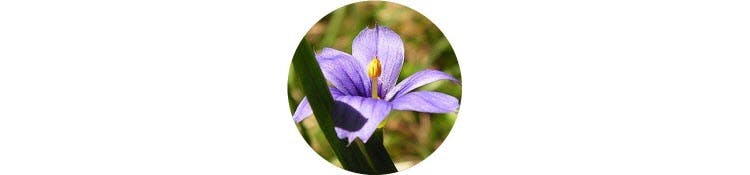 purple-sisyrinchium-montanum