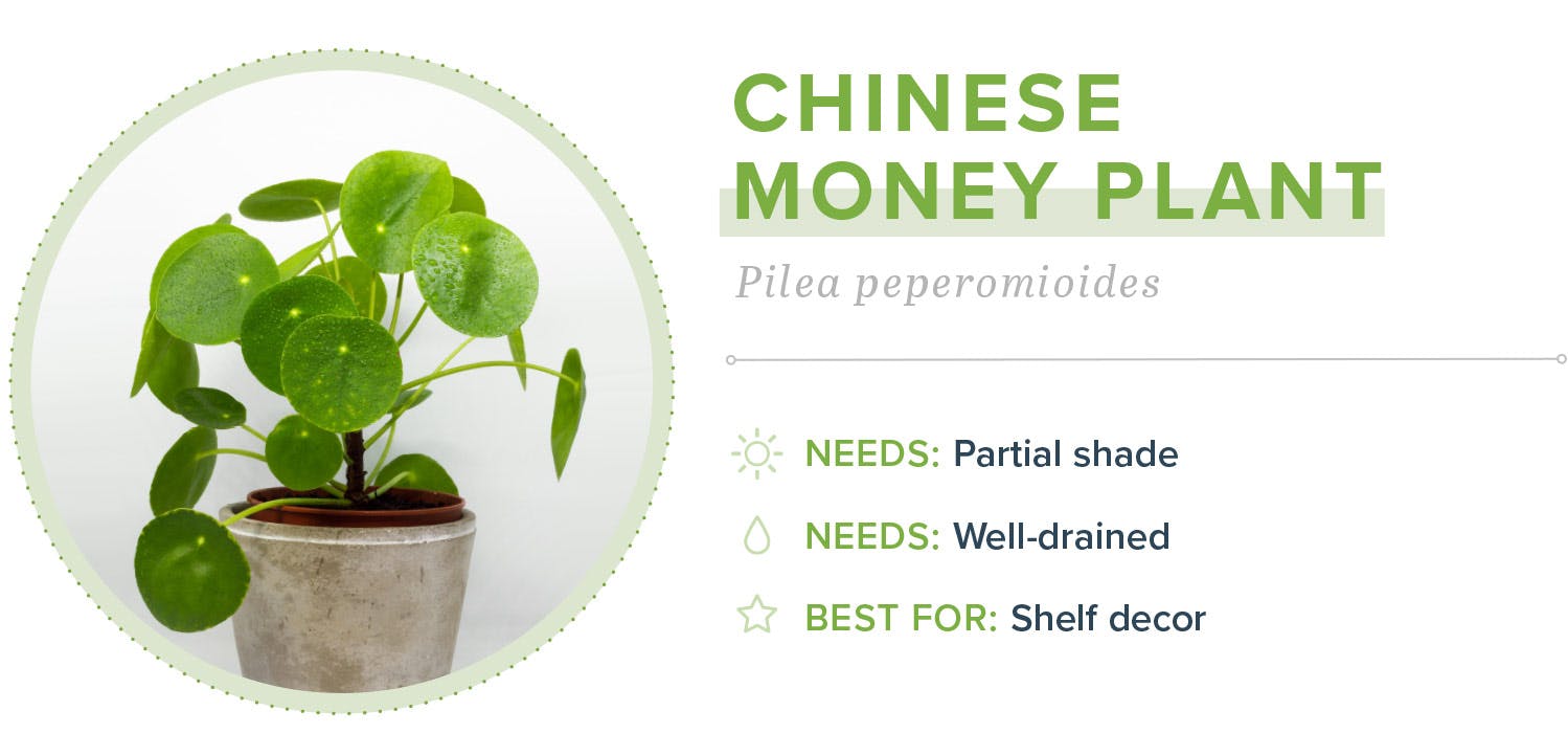 small-indoor-plants-chinese-money-plant-07