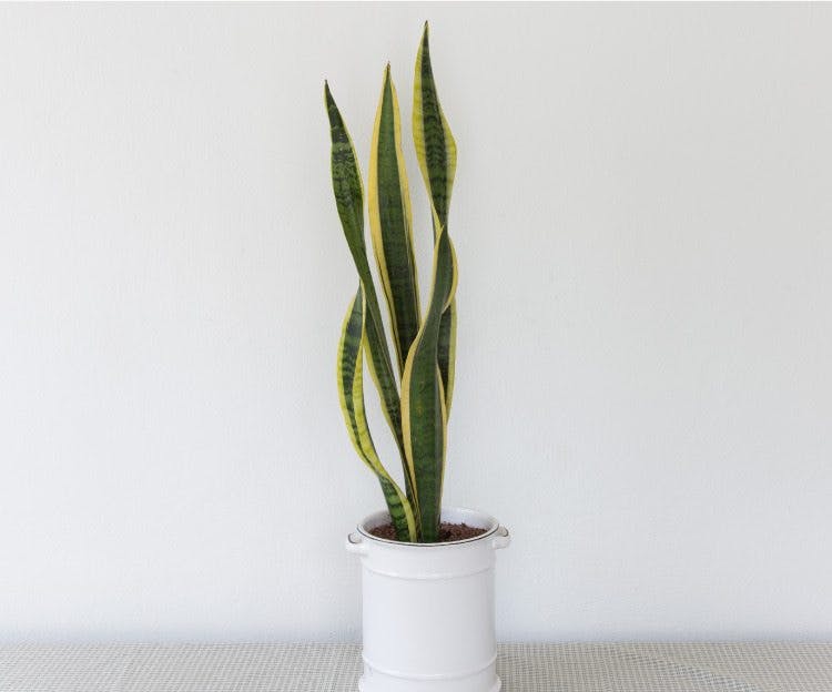 how-to-care-for-a-snake-plant
