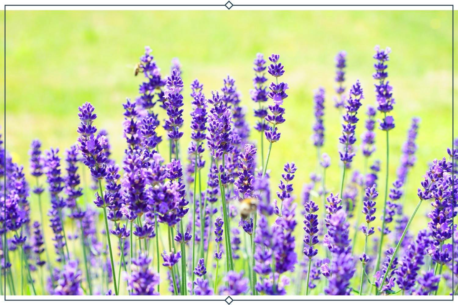 7-hidcote-lavender