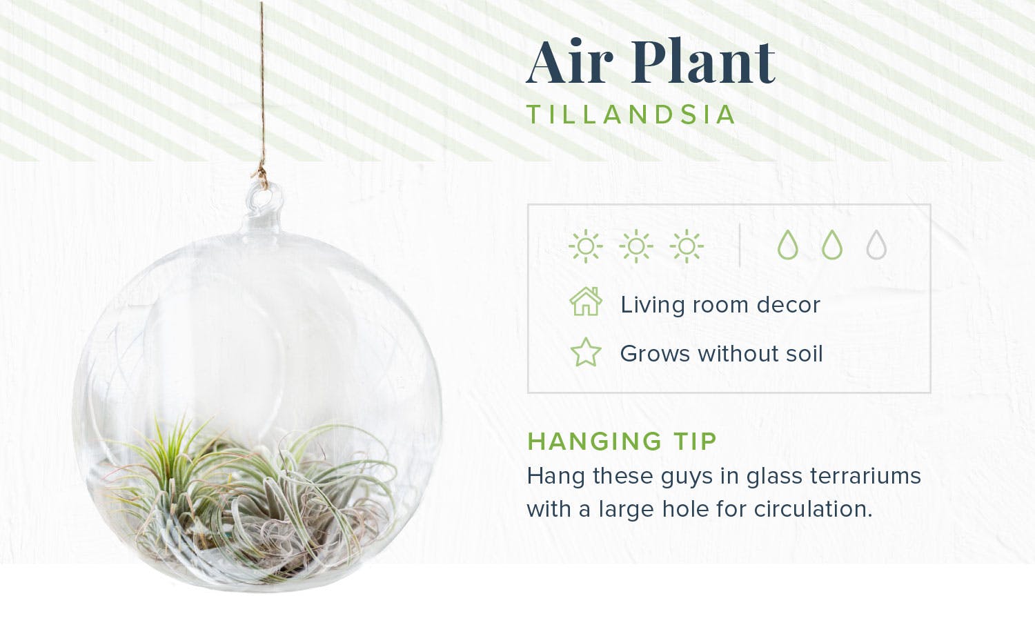 hanging-plants-air-plant