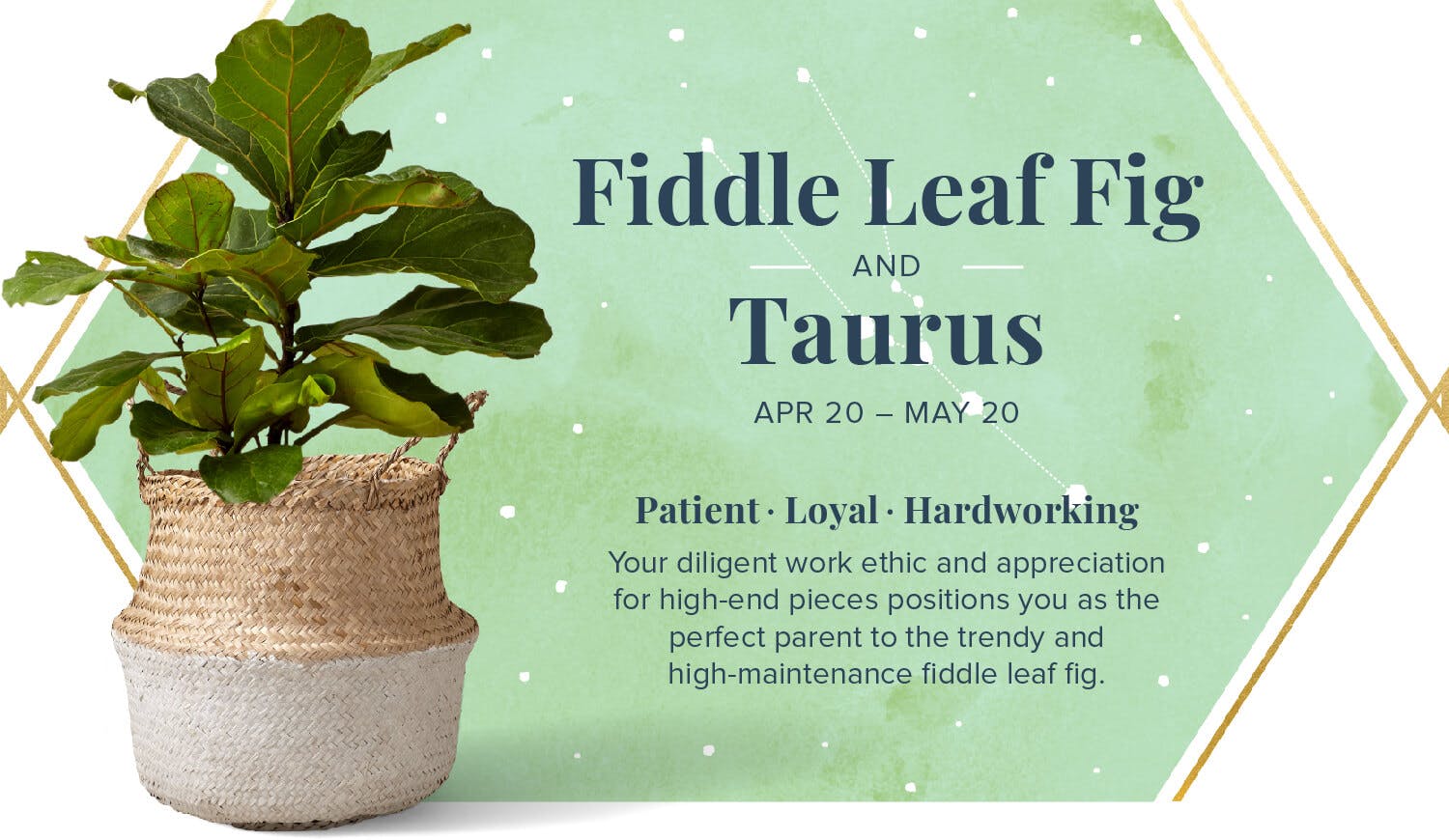 The-Perfect-Plant-For-You-According-To-Your-Zodiac-Fiddle-Leaf-Fig