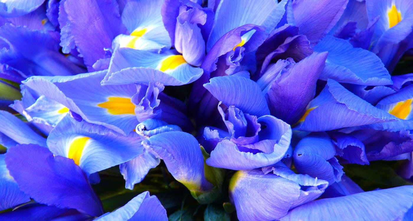 Tennessee State Flower - The Iris - ProFlowers Blog