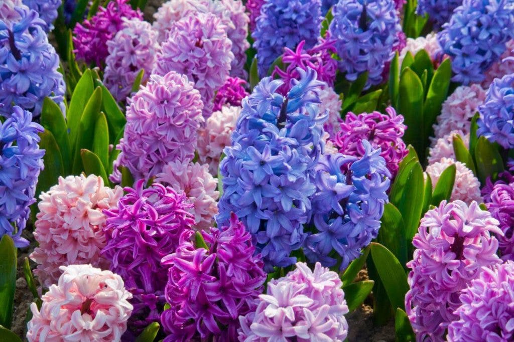 6-Popular-Easter-Flowers-and-What-they-Symbolize6-1-1024x682