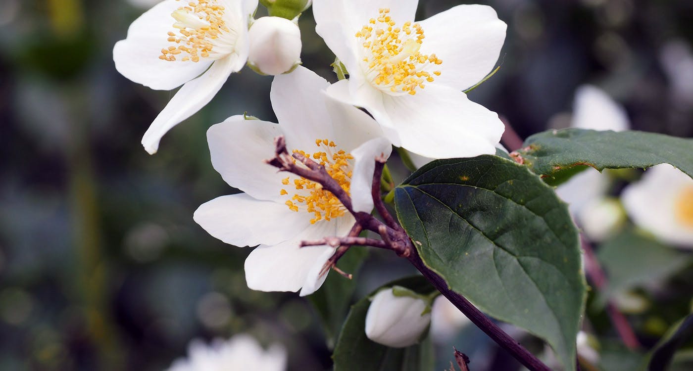 Idaho State Flower – The Syringa