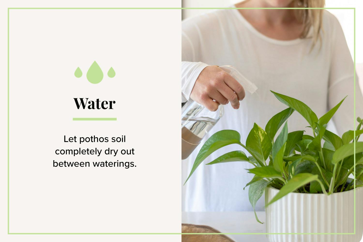 spraying-pothos-with-water