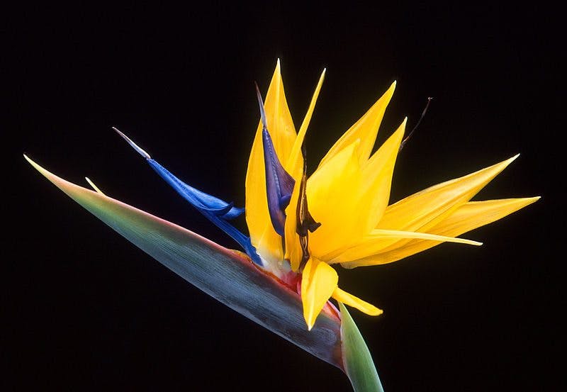 Flower Glossary: Birds of Paradise