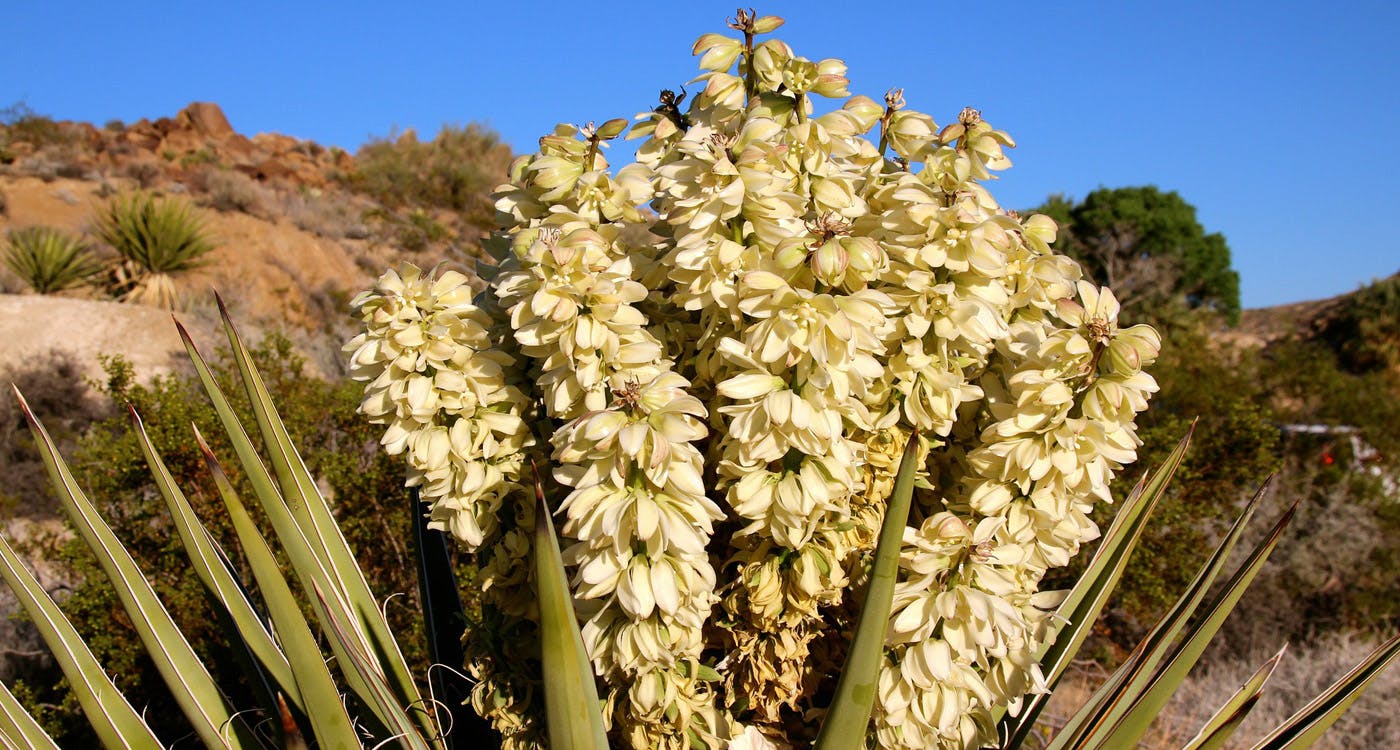 New Mexico State Flower - The Yucca