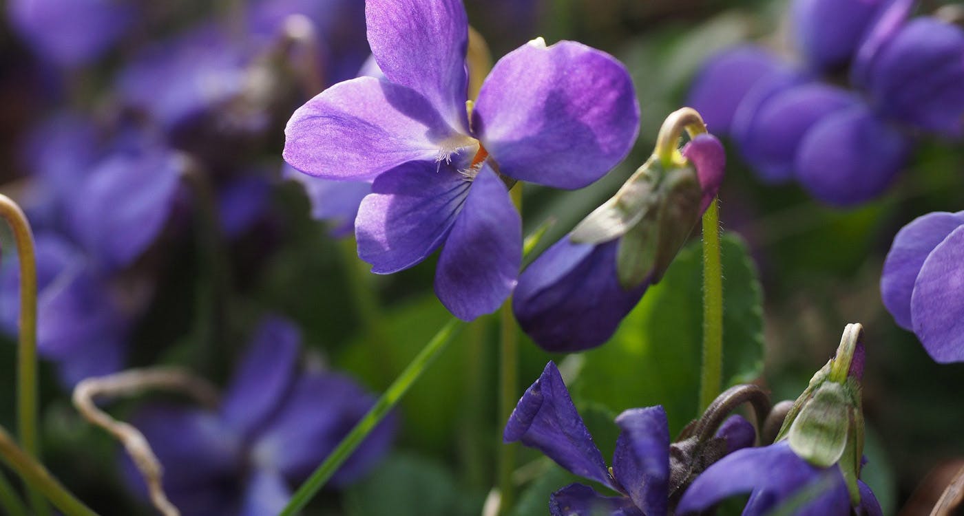 Rhode Island State Flower - The Common Blue Violet