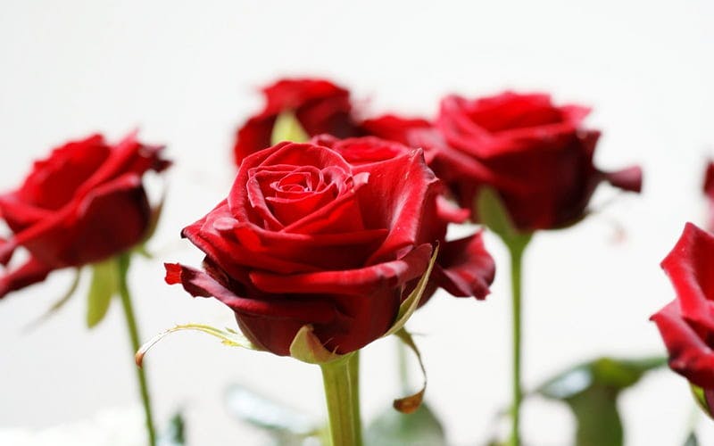 HD-wallpaper-long-stem-red-roses-red-rose-long-flower-stem