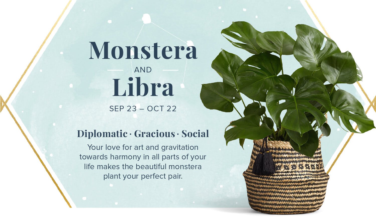 The-Perfect-Plant-For-You-According-To-Your-Zodiac-Monstera