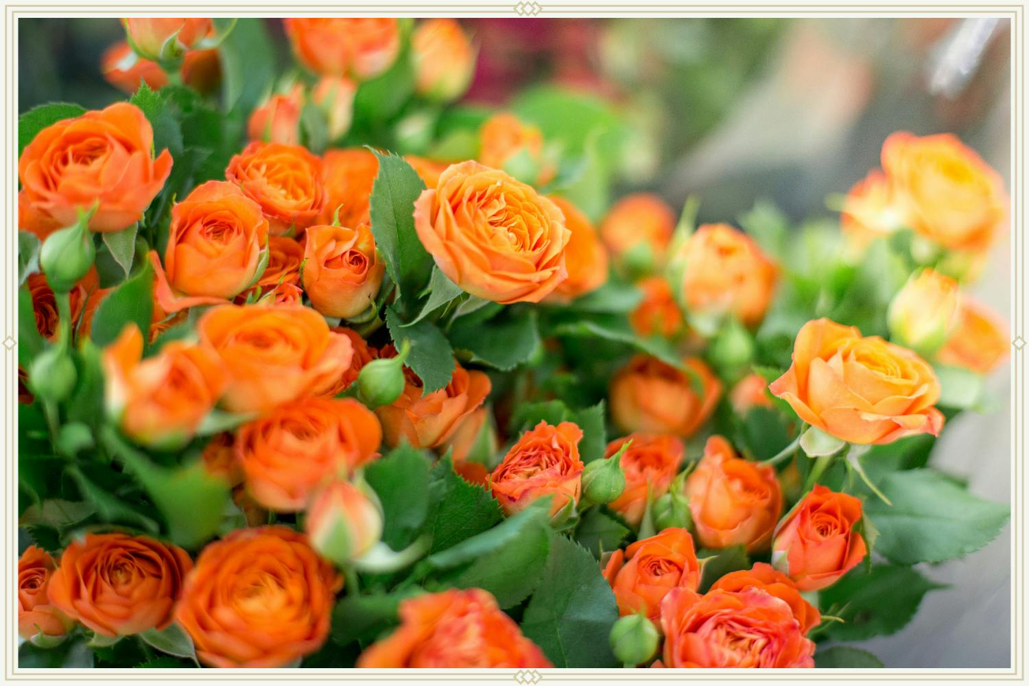 6-orange-roses