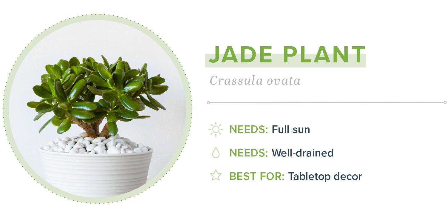 small-indoor-plants-jade-plant-09