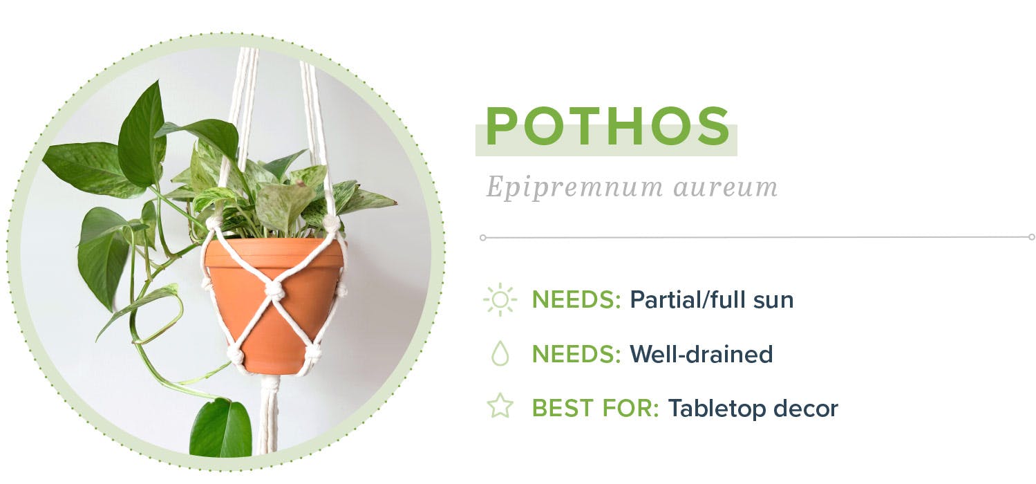 small-indoor-plants-pothos-17