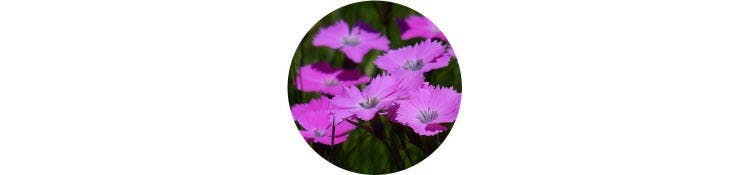 purple-dianthus-caryophyllus