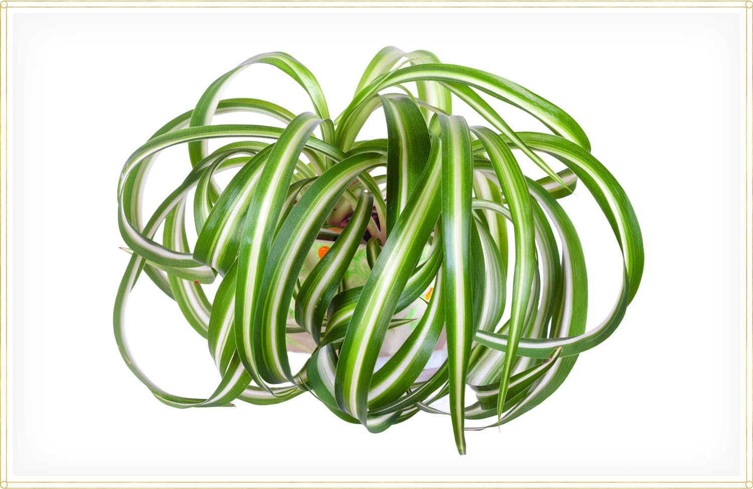 spider-plant-care-chlorophytum-comosum-bonnie