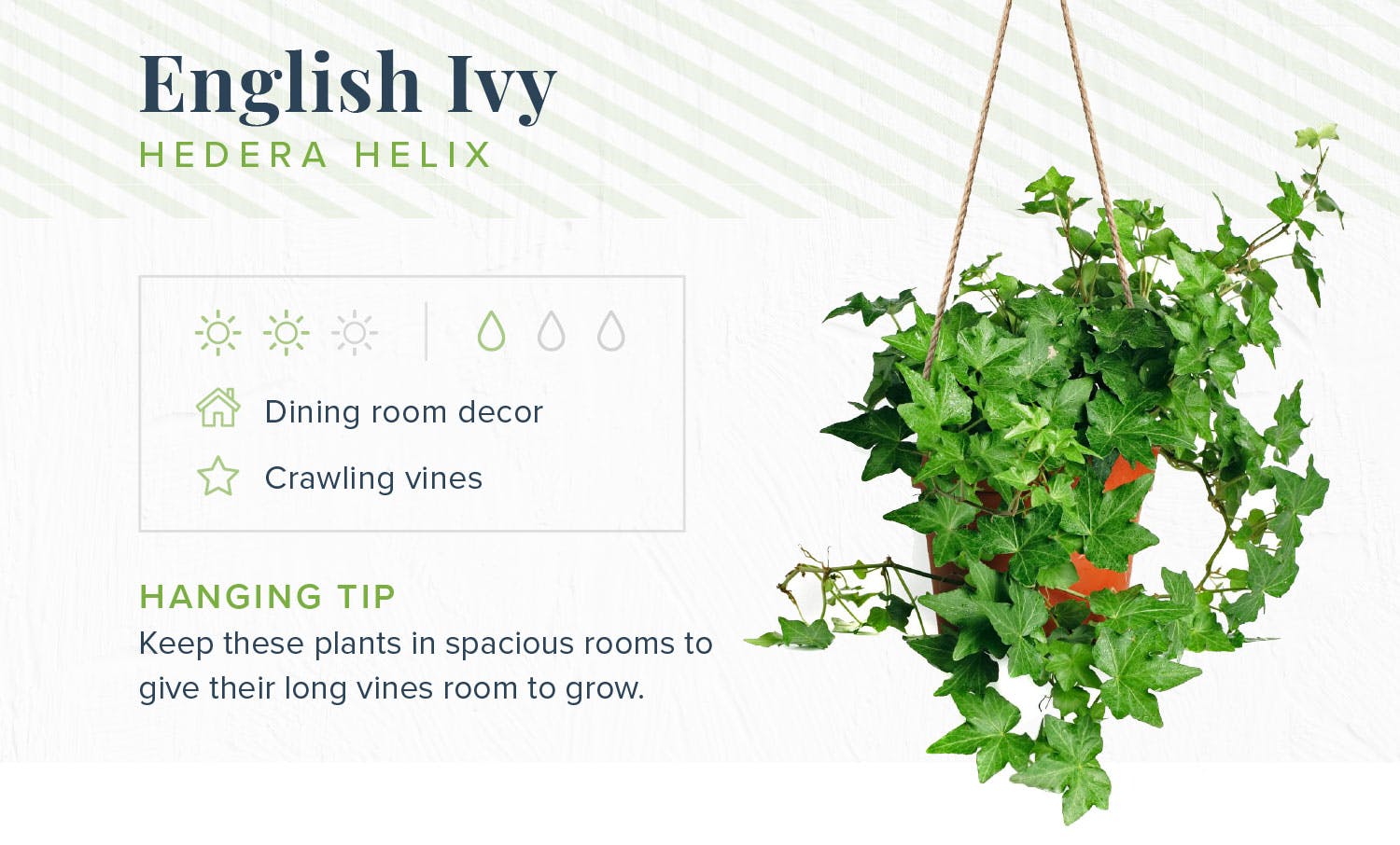 hanging-plants-english-ivy