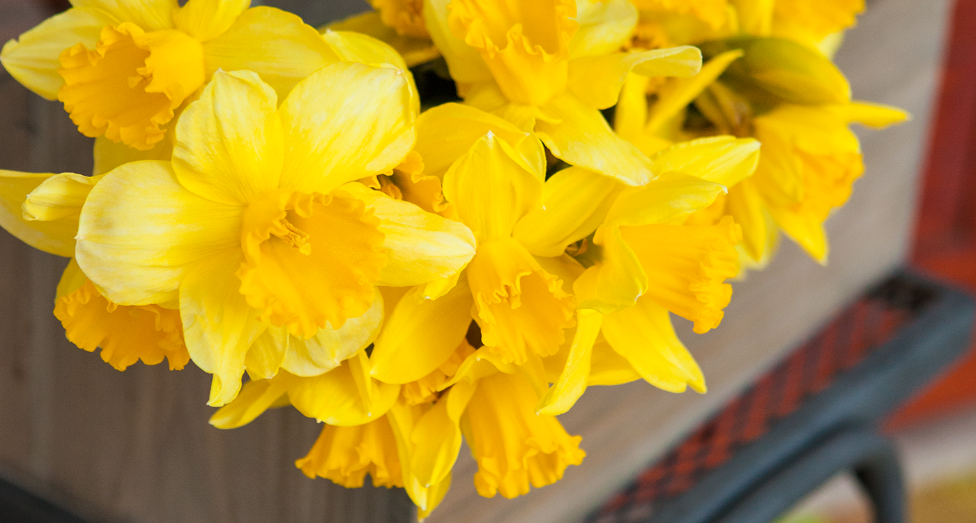 3-3 Decorate-with-Daffodils thumb-350x240