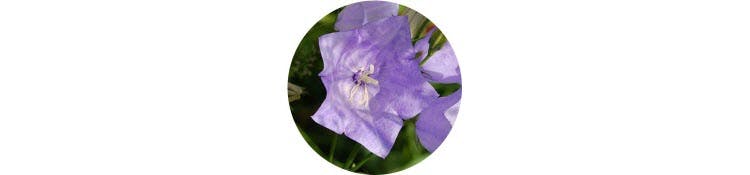 purple-campanula-medium