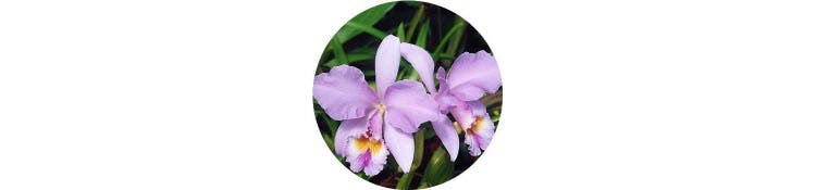 purple-cattleya