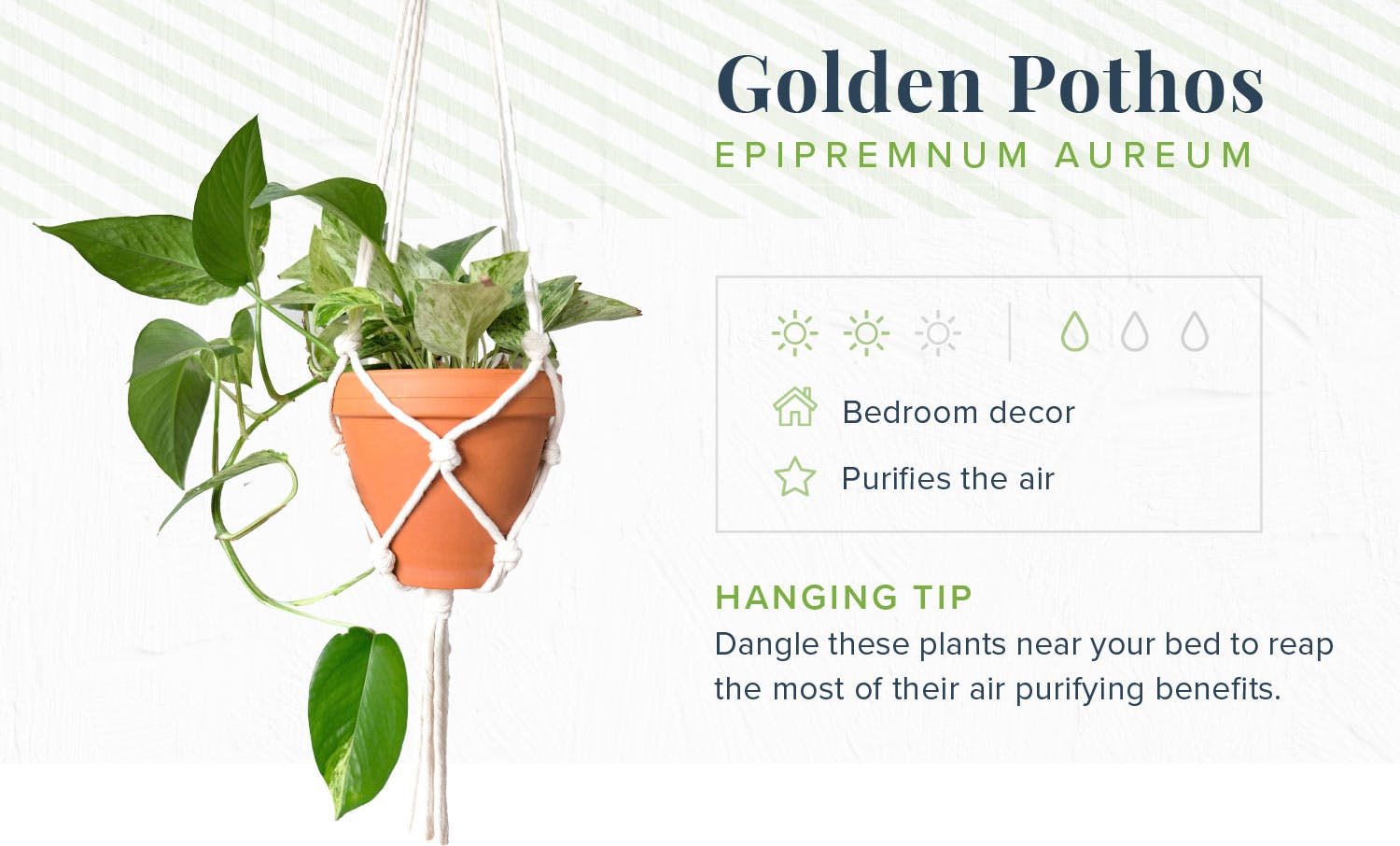 hanging-plants-golden-pothos