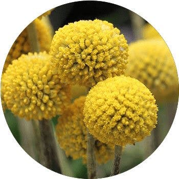 yellow-craspedia-globosa