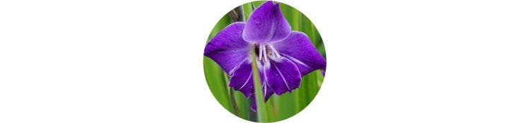 purple-gladiolus-hortulanus