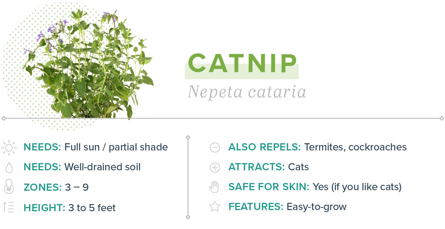 mosquito-repelling-plants-03-Catnip
