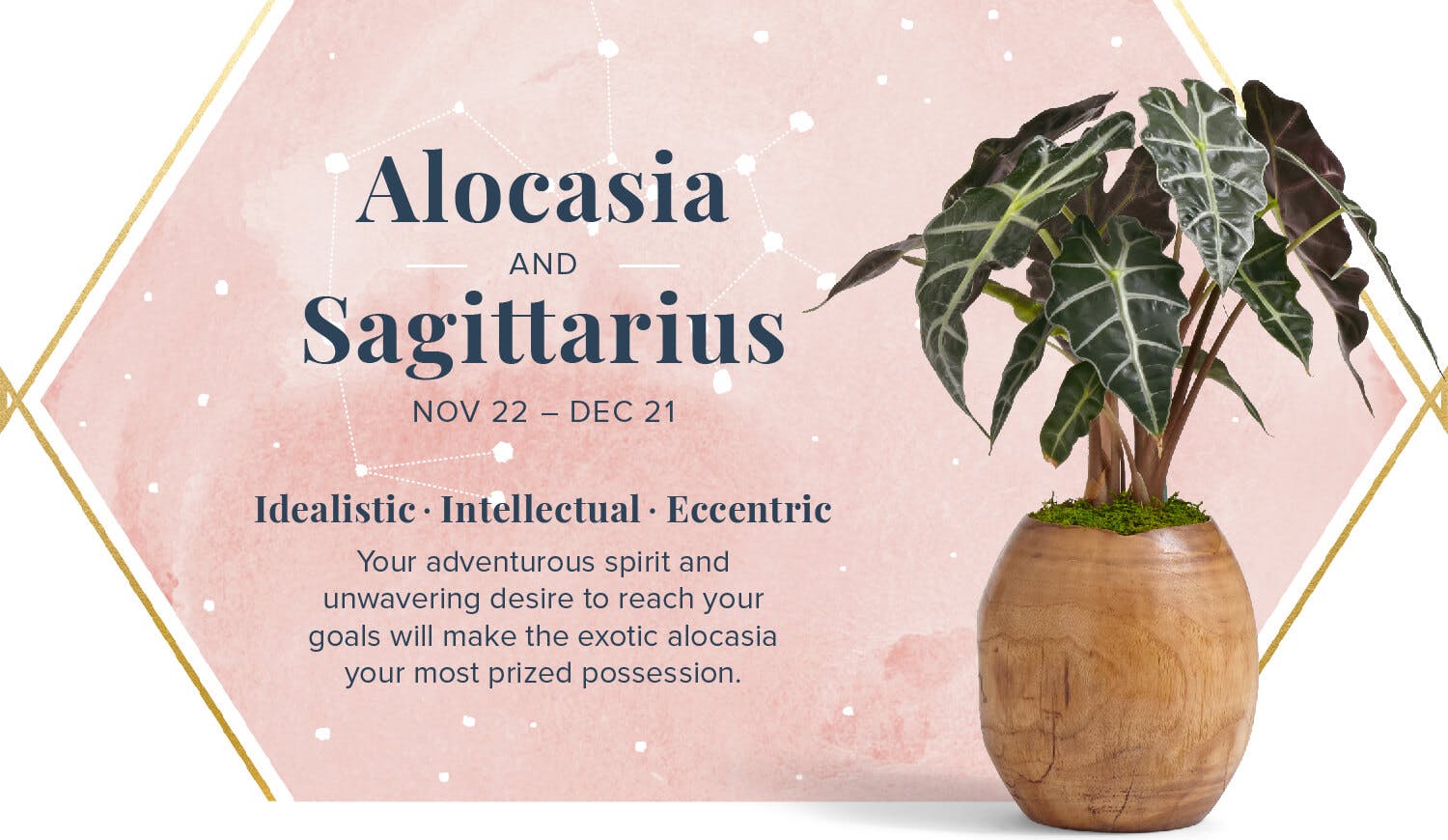 The-Perfect-Plant-For-You-According-To-Your-Zodiac-Alocasia