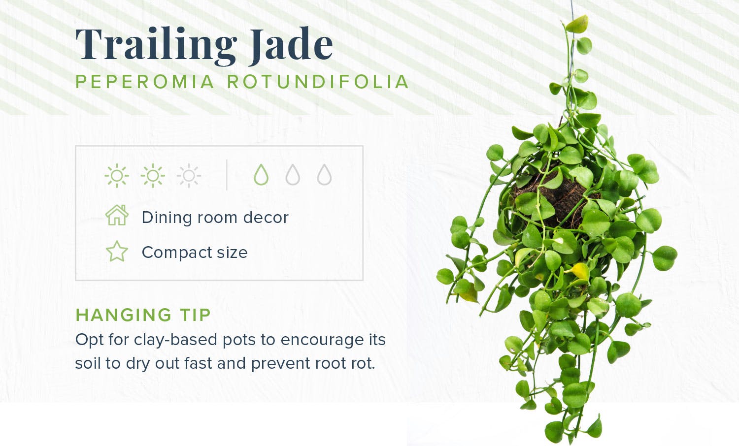 hanging-plants-trailing-jade