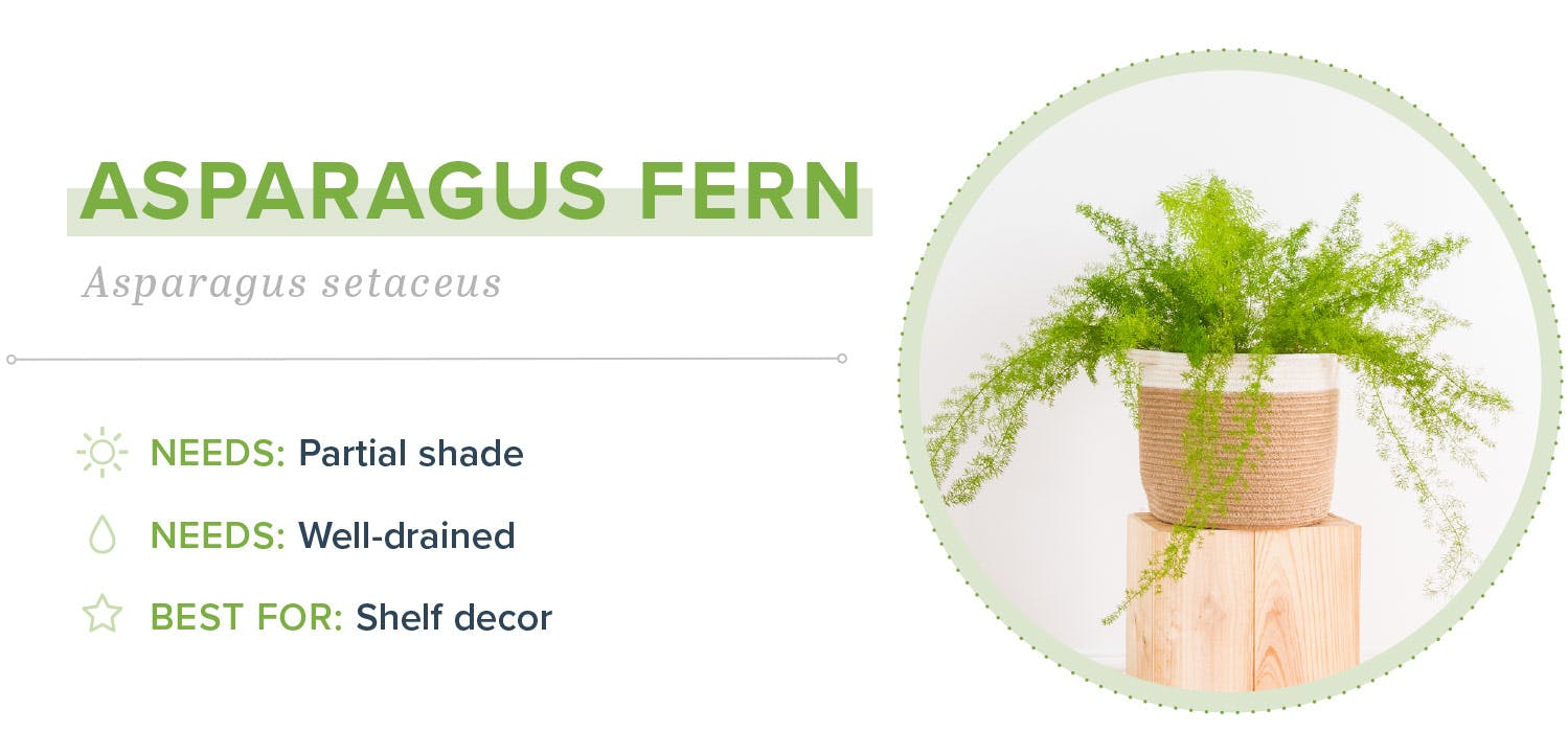 small-indoor-plants-asparagus-fern-04