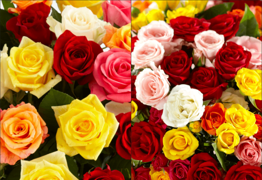 sprayroses-vs-roses-thumbnew