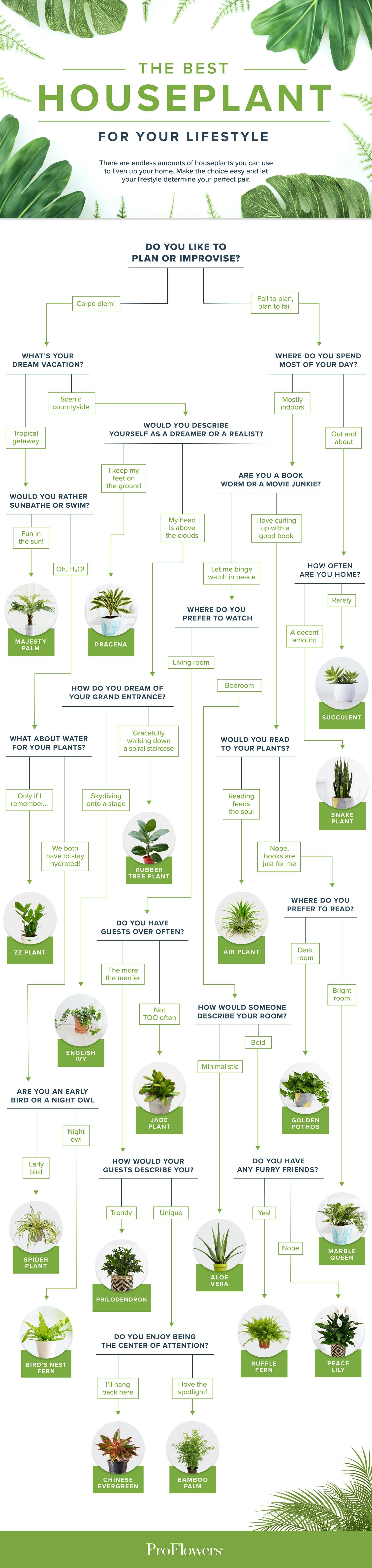 The Best Houseplant for Your Lifestyle