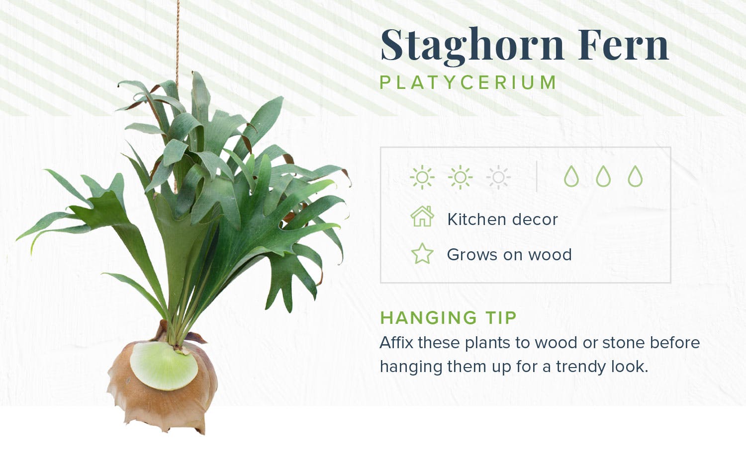hanging-plants-staghorn-fern