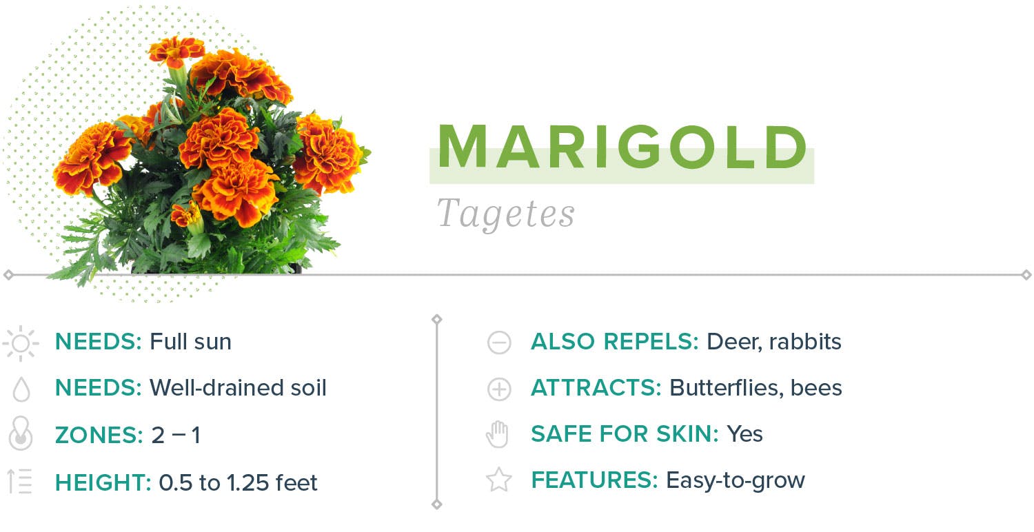 mosquito-repelling-plants-10-marigold