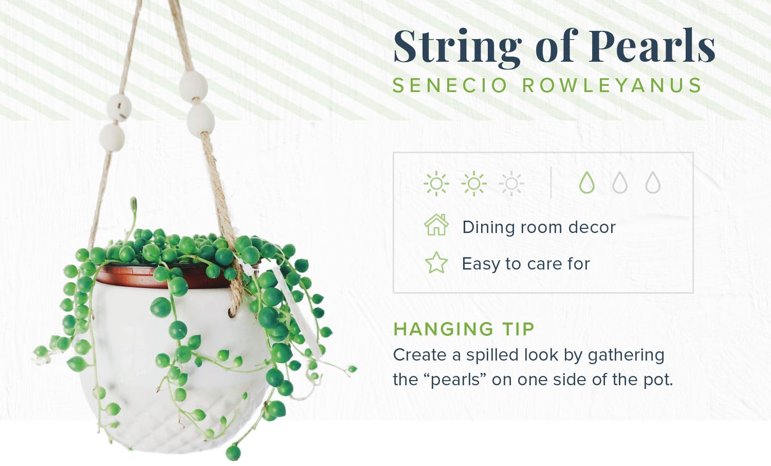 hanging-plants-string-of-pearls